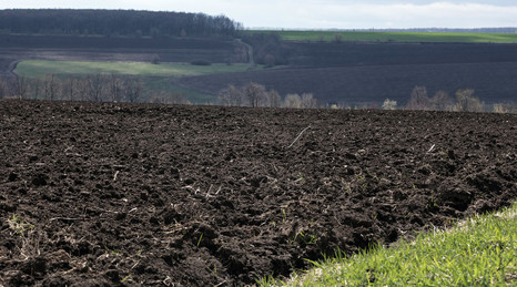 В россии на черноземных почвах в основном выращивают