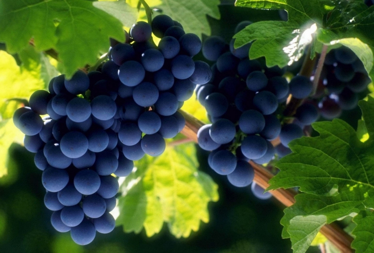 Крымский виноград