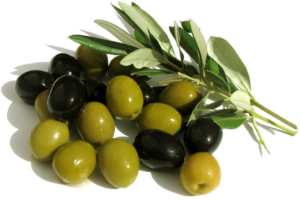 Оливки или маслины? | Российский аграрный портал