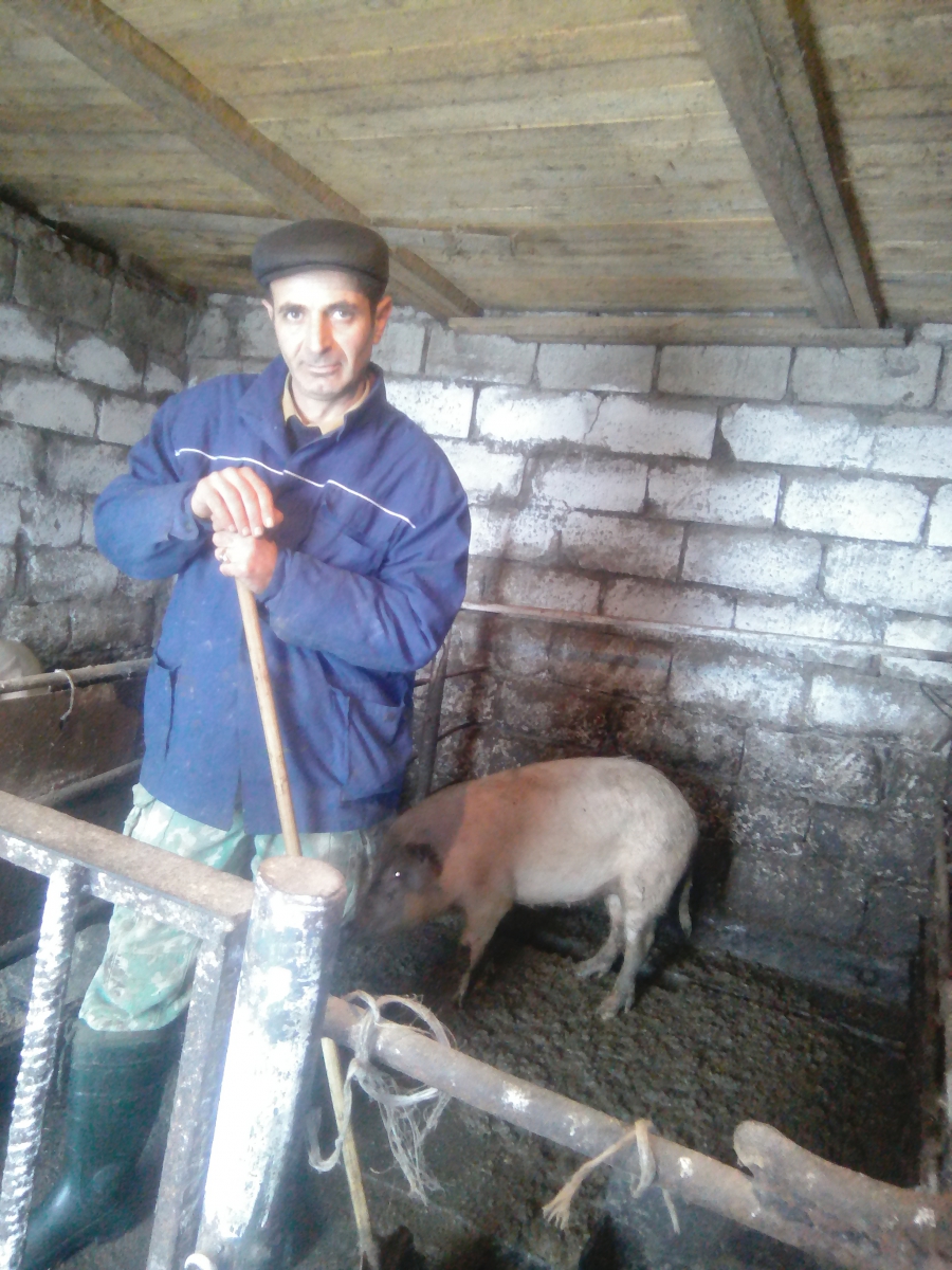Животновод из Предгорного района надеется на успешное будущее свиноводства