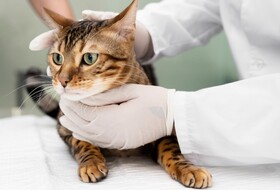 При проведении комплексного клинического лабораторного обследования кота обнаружены признаки поражения поджелудочной железы в результате осложнений от калицивирусной инфекции