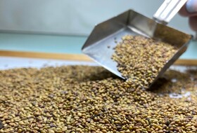 Лаборатория филиала проверила качество семян донника желтого