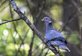 Специалисты ФГБУ «Краснодарская МВЛ» установили причину массовой гибели голубей в Динском районе