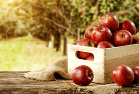 Корморан - новое слово в защите яблони