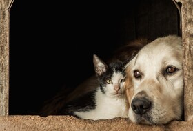 Диагноз или лечение: что первично при отравлении мелких домашних животных?