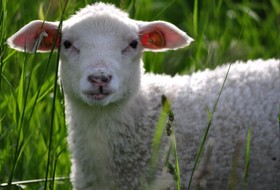 Пастереллёз овец, особенности течения болезни