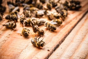 Причиной гибели пчёл стал высокотоксичный пестицид 
