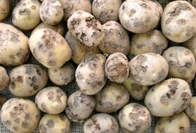 Парша на картофеле: как определить и чем защитить
