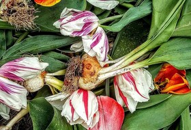 Пора сажать тюльпаны: сроки посадки и борьба с основными заболеваниями