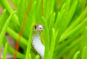 Выделен генетический материал микоплазмоза у змеи