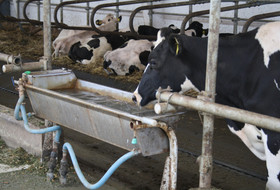 Гигиена водоснабжения сельскохозяйственных животных