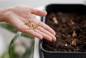 Чем обработать семена перед посевом?