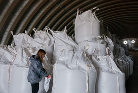 В Ростовской области в крупной партии подсолнечника массой более 470 тонн обнаружены семена амброзии полыннолистной