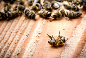 Бактериальные болезни пчел 