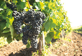 «Золотая Балка»: крымский виноград достоин лучшего!
