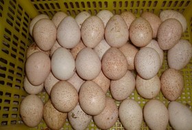 Полезные свойства индюшиных яиц