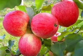 Фунгицид Фонтелис™ повысит эффективность защиты яблони