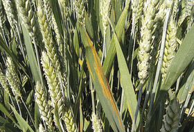 Основные болезни озимой пшеницы середины вегетации и эффективные подходы к их контролю
