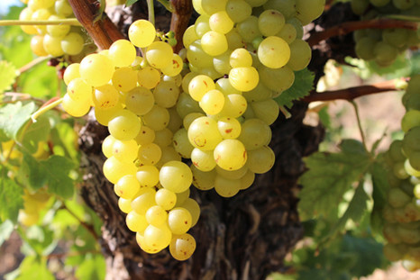 Stoller: как раскрыть генетический потенциал винограда 
