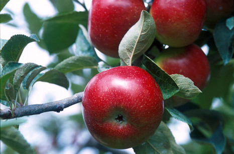 Рацион плодовых культур:  усилен новинками «ПОЛИДОН Агро»