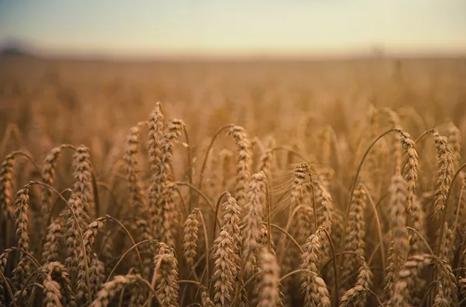 Российский Зерновой Союз заявил о рекордном урожае зерна