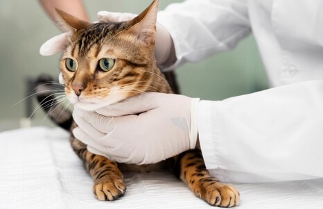 При проведении комплексного клинического лабораторного обследования кота обнаружены признаки поражения поджелудочной железы в результате осложнений от калицивирусной инфекции