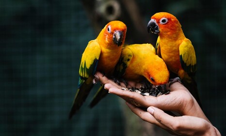 О чем следует знать владельцам попугаев 