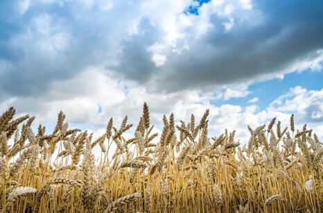 Подкормки для озимых зерновых: когда и чем?