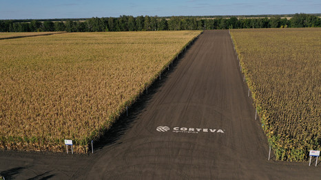 Corteva Agriscience увеличила площадь под производство семян в России 