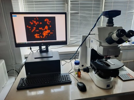 Люминесцентная микроскопия при малассезиозе собак и кошек