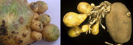 Что такое израстание картофеля и как его избежать?