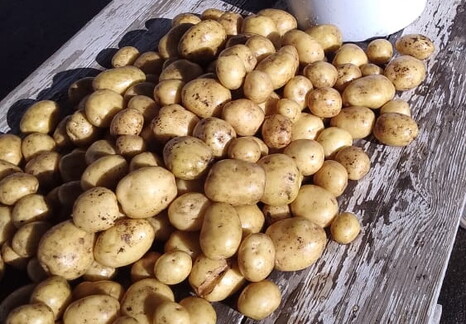 Подведены итоги фитосанитарного мониторинга картофеля в Мурманской области