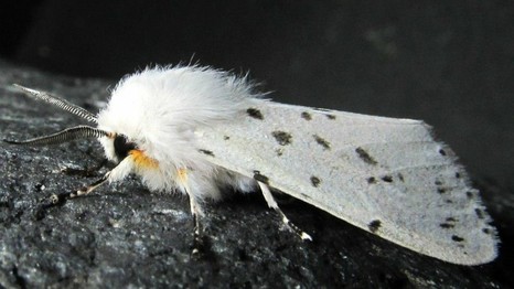 Американская белая бабочка – опасный карантинный вредитель