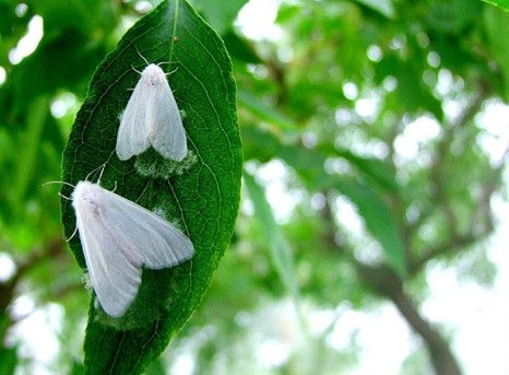 Американская белая бабочка- опасный карантинный объект 