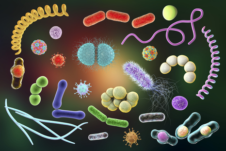 Интересные факты о бактериях
