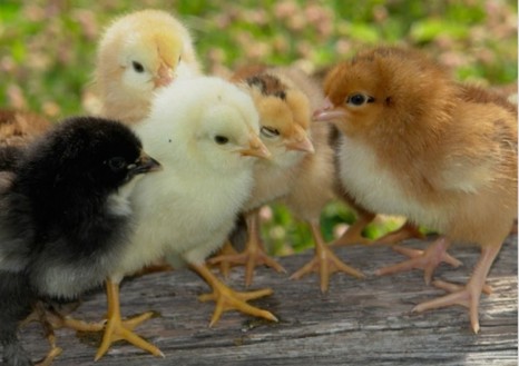 Эймериоз у цыплят 