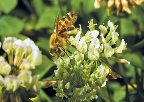 Пчелиный индикатор экологии