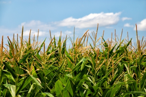 Комплексная  агротехнология для кукурузы