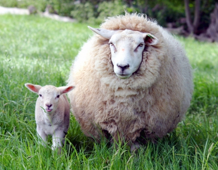 Как сделать овцеводство высокорентабельной отраслью