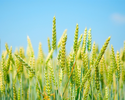 5 причин, почему нужно использовать  биопрепараты в сельском хозяйстве
