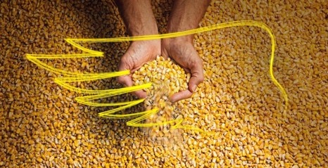 DEKALB поделился опытом возделывания кукурузы