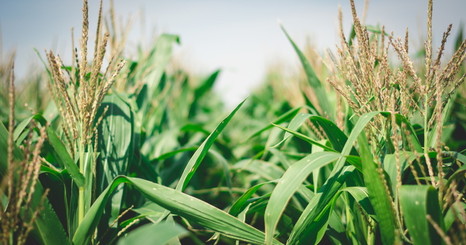 Каждый второй гектар кукурузы в Приморье возделывается с использованием агротехнологий Corteva
