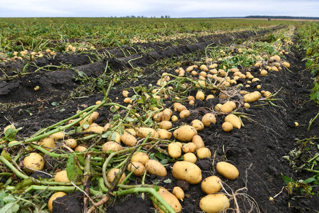 Картофелеводы России узнали об эффективном решении для контроля сельскохо-зяйственной нематоды 