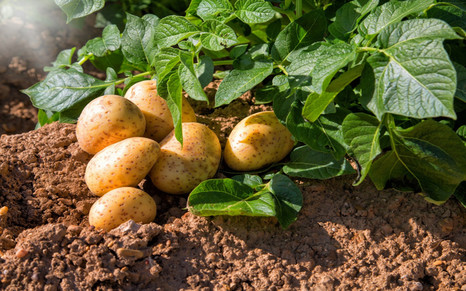 Опасность бурой бактериальной гнили картофеля для картофелеводства 