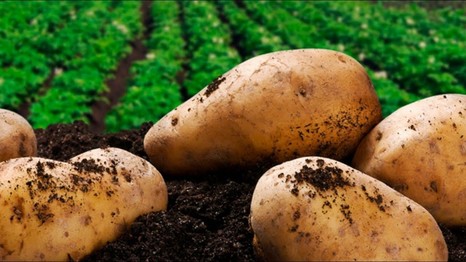 Нематициды последнего поколения откроют новые точки роста эффективности картофелеводства в России