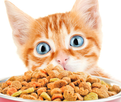 В корме для кошек обнаружено ГМО