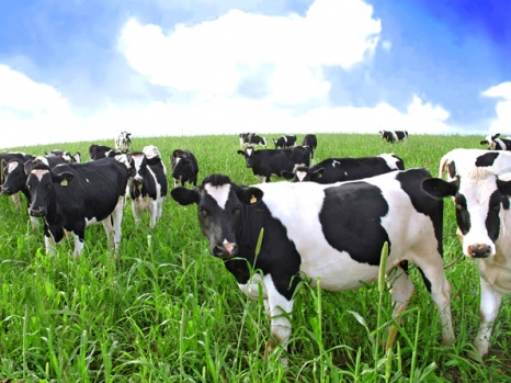 «Вилка» молочного животноводства