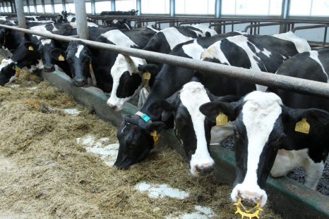Рост молочного скотоводства