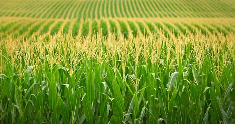 Кукуруза на полях Ленинградской области