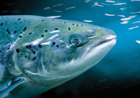 Что известно о гиродактилезе лососевых рыб?